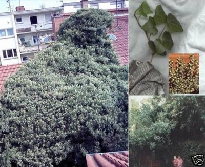 Efeu Samen selbst kletternde Pflanzen Kletterpflanzen fr den Garten die  Wohnung | eBay.de