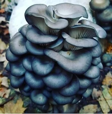 Blue Oyster Mushroom  20 gr "seeds"/ spores