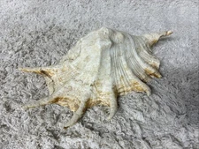 Spider Conch Shell Lambis Chiragra Large 11 inch Seashell Natural Beach Decor