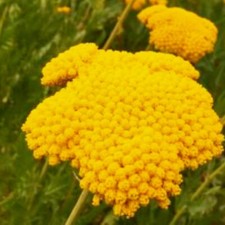 Golden Yarrow Seeds | NON-GMO | Heirloom | Fresh Garden Seeds