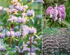 Jerusalem Sage | Phlomis Tuberosa | 15+ seeds | Turkish Sage | Same Day Dispatch