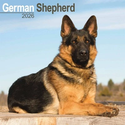 AVONSIDE PUBLISHING LTD German Shepherd Calendar 2026 - Dogs - Month To View