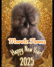 Silkie Hatching Eggs Chocolate 12   100 Pure Breed  