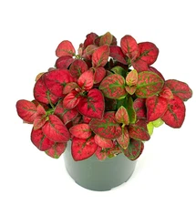 Hypoestes Red Splash Live Potted House Plants Air Purifying, 2.5" Pot