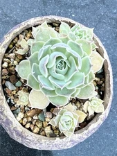 Rare Succulent-Echeveria simulans (Ascension)  Cluster Very Rare Beautiful!💕