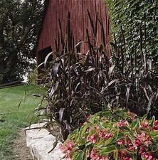 Millet Ornamental Purple Majesty 100 seeds