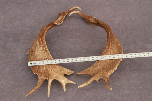 JUEGO DE ASTAS DE GAMO NATURALMENTE COBERTIZO (PAR, CUERNO, TALLA, TAXIDERMIA) - Imagen 5 de 21