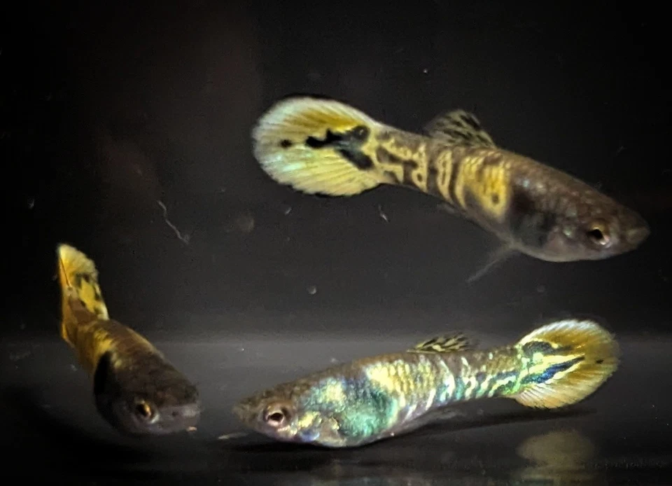 Tiger Endlers! FedEx 2 días!!! Foto 4 de 4