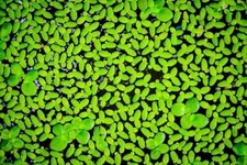 Duckweed Live Plant-Duckweed 2000 plants - Easy Live Aquarium Pond Aquatic Plant