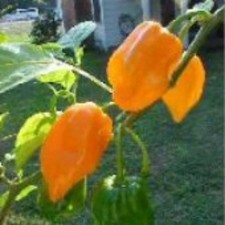25  seeds Francisca Habanero  hot pepper garden planting spicy food