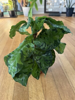 Aglaonema pictum Tricolor | eBay
