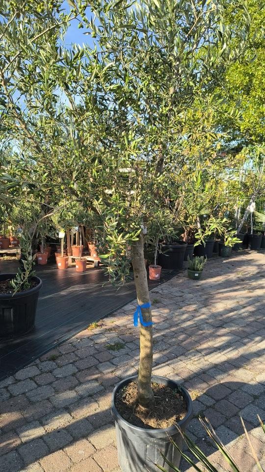 Olea europaea olivo 200-250 cm planta mediterránea XXL árbol terraza