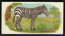 BRITISH AMERICAN (MILLBANK) - ANIMALS (CUT OUTS, 1516) - #25 MOUNTAIN ZEBRA