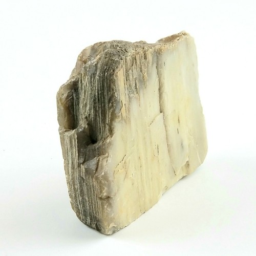 Petrified Wood South Dakota 1 lb 1.6 oz 3.5” x 4" x ~1" Wooden Rock Stone Fossil - Picture 2 of 6