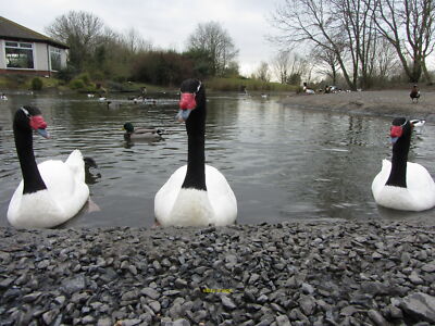Foto 12x8 Llanelli Wetland Centre c2013