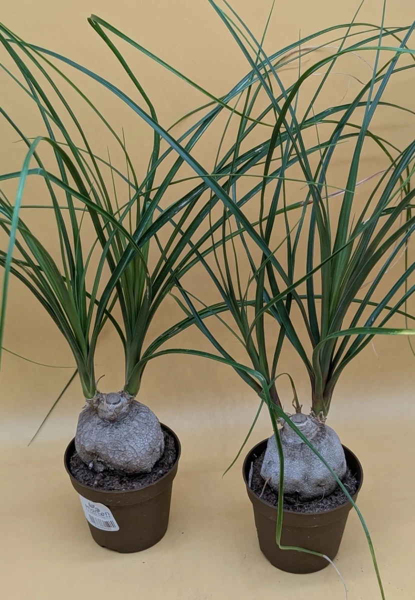 Elefantenfu Beaucarnea Pflanzen, Zimmerpflanzen online kaufen | eBay.de