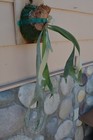 RARE PLATYCERIUM WILLINCKII WILD MOUNTED ON A CEDAR BOARD STAGHORN US GROWN — photo 3