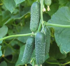 100 seeds Маша cucumber+GIFT. Masha F1 Seminis Netherlands семена огурец