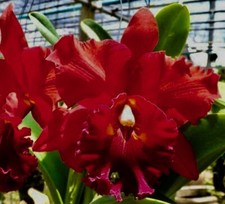 Cattleya Red Dragon Hybride Duft NEW Orchidee Orchideen