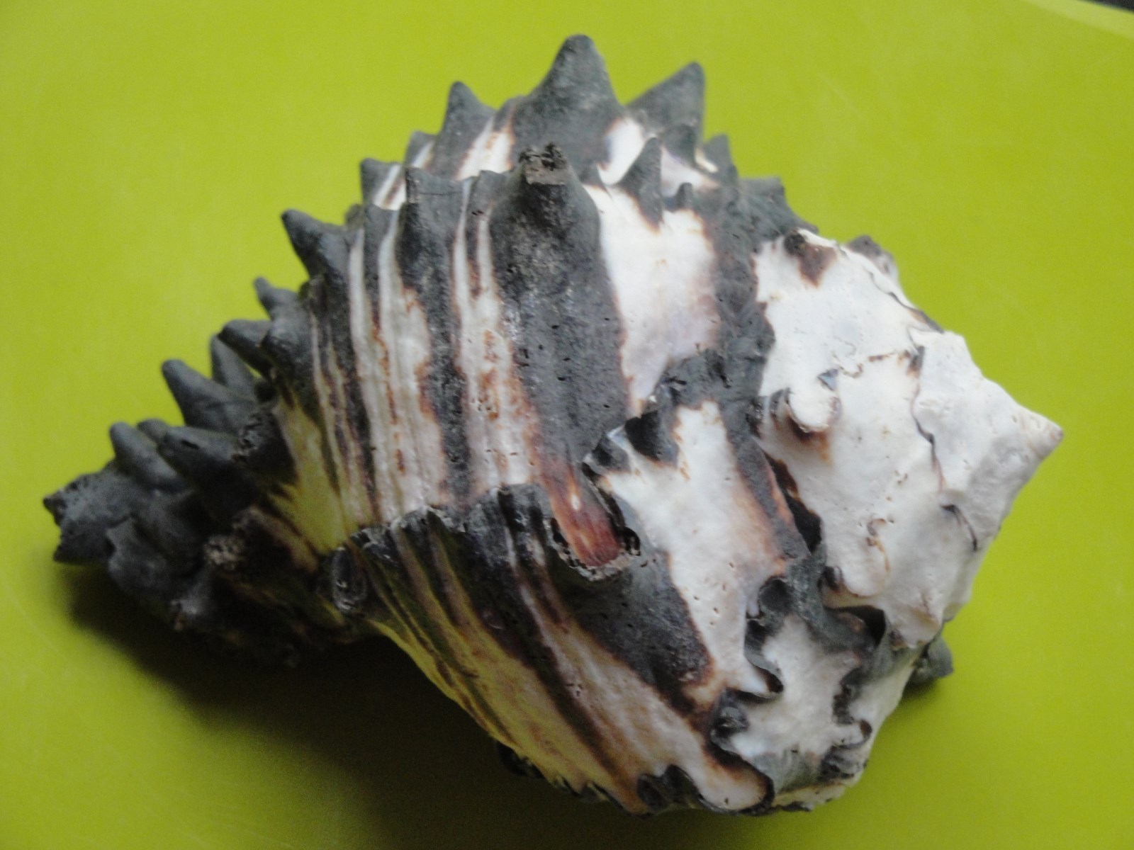 Sea Shell Seashells 5