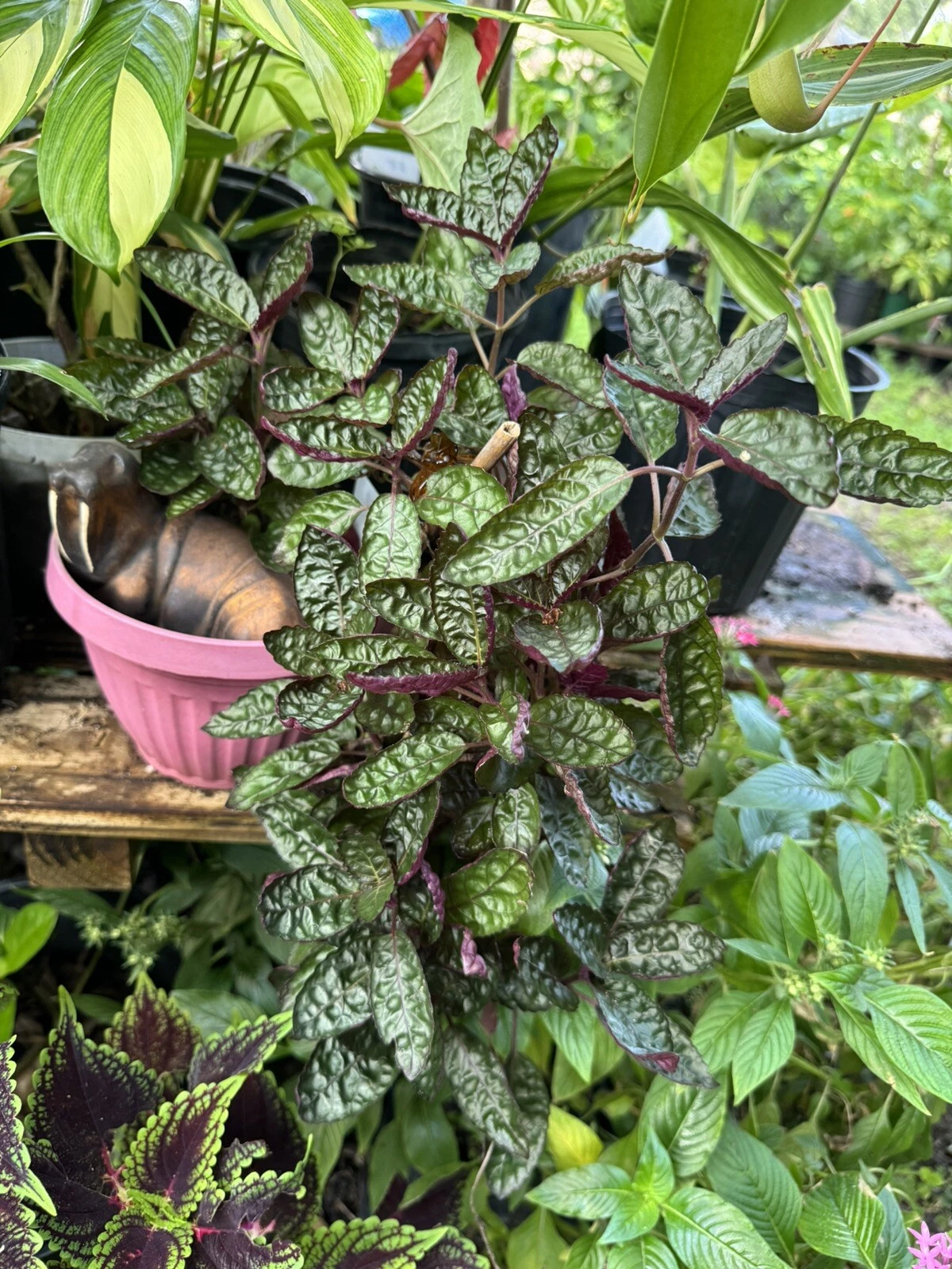 Hemigraphis alternata Exotica plant