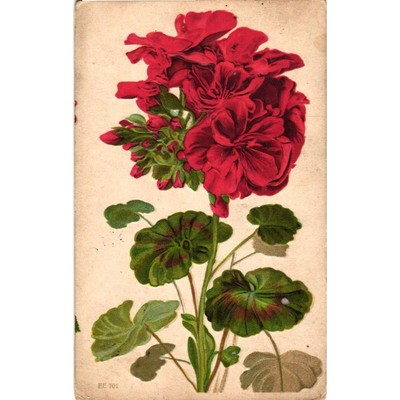 Antique 1908 Red Geranium Postcard Embossed Floral Germany Divided Back 701