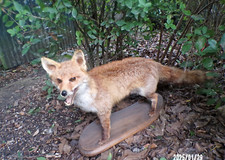 ancienne Taxidermie - renard