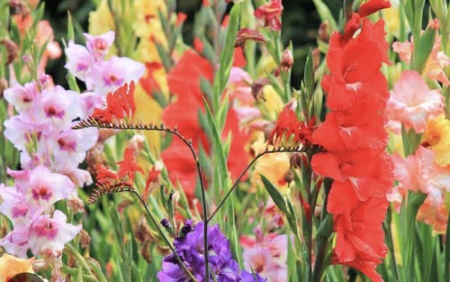 GLADIOLUS BULBS - Most Popular COLORS - 5 BULBS For $30 Free Postage - Picture 3 of 3