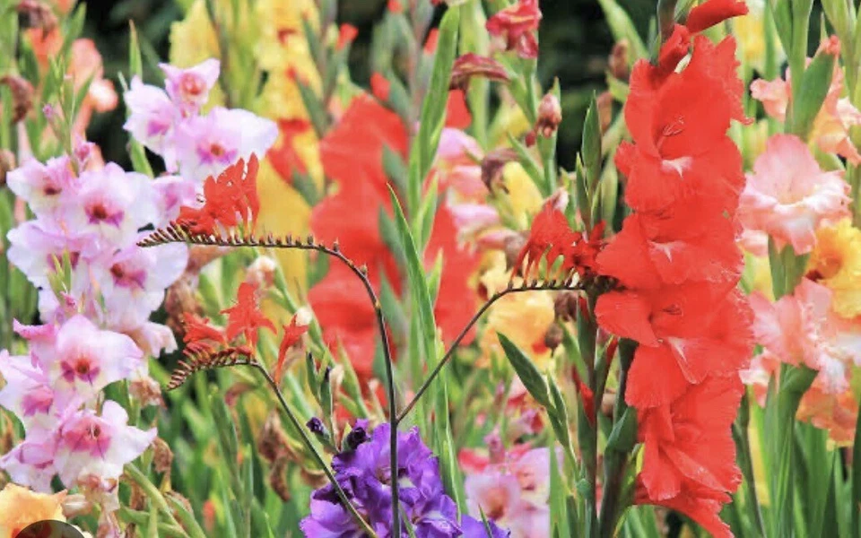 GLADIOLUS  BULBS - Most Popular  COLORS -  5  BULBS For $45 Free Postage - Image 3 of 3
