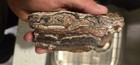 Banded/lace calcite 5 lbs of various rough rock for display or jewelery making. — photo 6