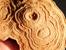 LARGER! 600 Million Year Old STROMATOLITE Fossil 100% Natural Morocco 523gr