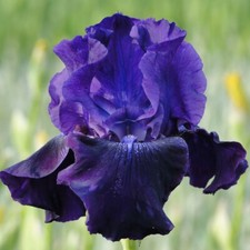 T&M Iris Germanica Rosalie Figge Garden Plant Perennial Flowering Bareroots