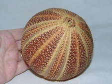 Vintage Large NATURAL SEA URCHIN Pomander, by Ben Rickert
