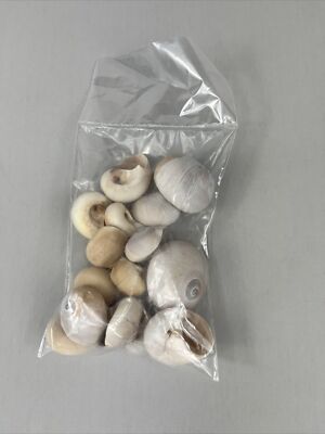 15 PCS ASSORT SMALL TUN SEA SHELL BEACH DECOR 1'' - 2'' Whale Eyes Snail Shells