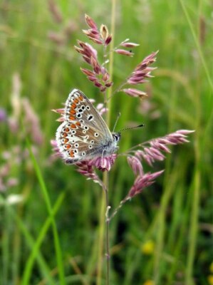Foto 6x4 Northern Brown Argus (Aricia artaxerxes) Bischof Middleham um 2004