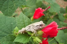 7  RED TURK'S CAPS LIVE PLANT CUTTINGS  SLEEPING HIBISCUS FLOWER BUSH SHRUB