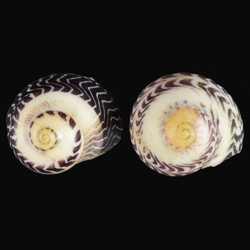 VITTINA WAIGIENSIS ""Paar"" (Palompan, Leyte, Philippinen) 16,9-16,3 mm #46992 - Bild 3 von 3