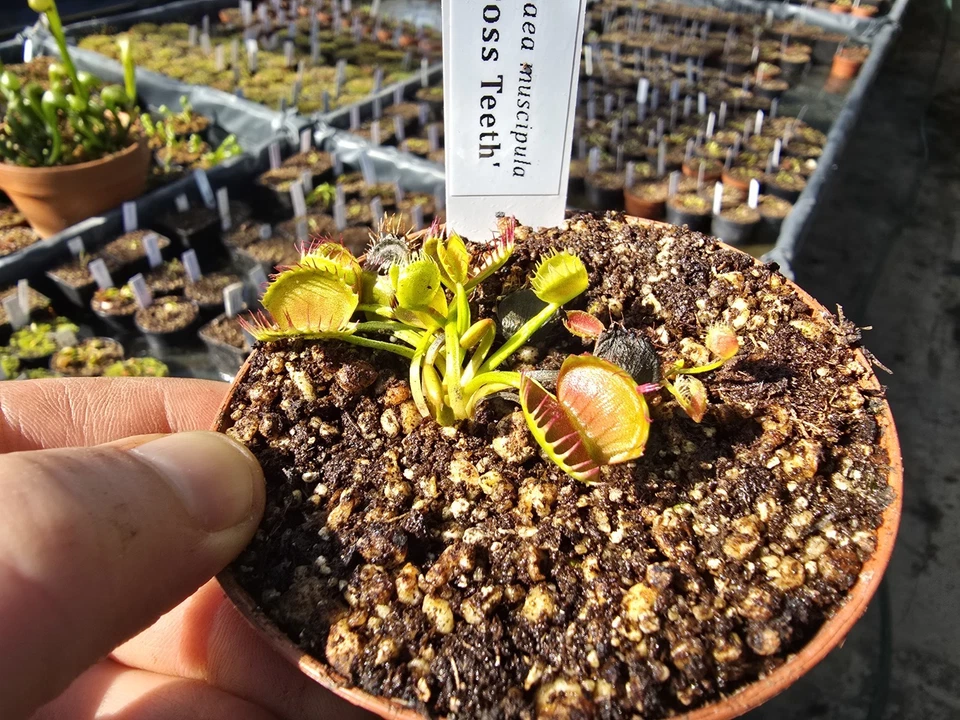 Dionaea muscipula 'Cross Teeth', fleischfressende Pflanzen, Venusfliegenfalle - Bild 1 von 1