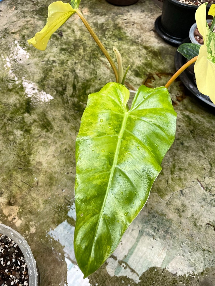 snake plant laurentii Sansevieria Laurentii – Lichtenfelt's
