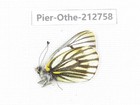 Butterfly. Pieris dubernardi. Tibet, Qamdo, Mangkang, Mt.Zonglashan. 1M. 212758.