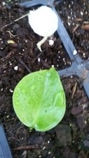 Monstera Deliciosa seedlings from my variegated ..you get green one not the albo