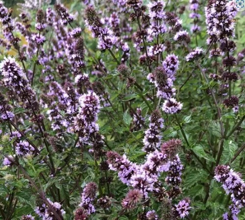 Herb plants, garden ready, 9cm pots lots of choice - Picture 216 of 298