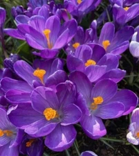 Crocus Flower Record Bulbs for Planting