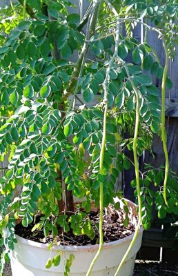 Import aus Indien Moringa oleifera PKM1 Meerrettichbaum Import aus Indien Moringa oleifera PKM1 Meerrettichbaum