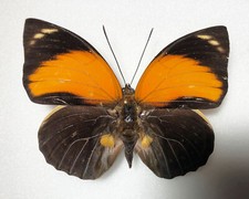 Agrias for collectors | rare Agrias butterflies