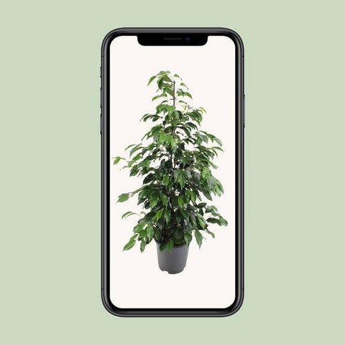 Birkenfeige - Ficus benjamina Danielle - Zimmerpflanze - Ø21cm - ↕95cm - Bild 4 von 4