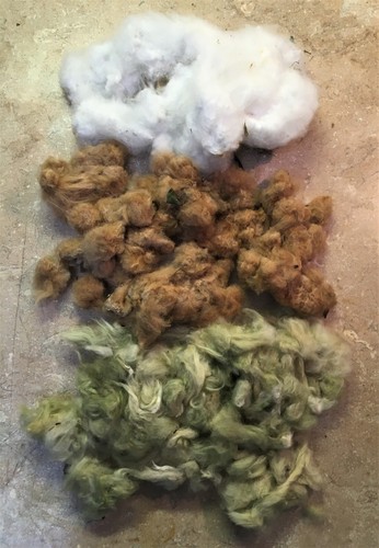 30 EGYPTIAN GREEN LINT Cotton Seed Extremely Rare Heirloom Ornamental - Picture 2 of 12