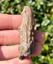 Florida Fossil Deer Antler 2.37” Mammal Ice Age Pleistocene Bones Odocoileus