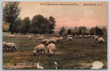 Antique Postcard - Herd of Shropshires - Altamount Stock Farm - Millbrook NY