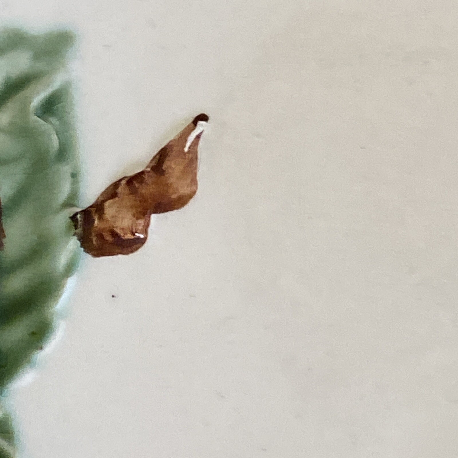 Picture 9 of 9